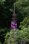 Fireweed